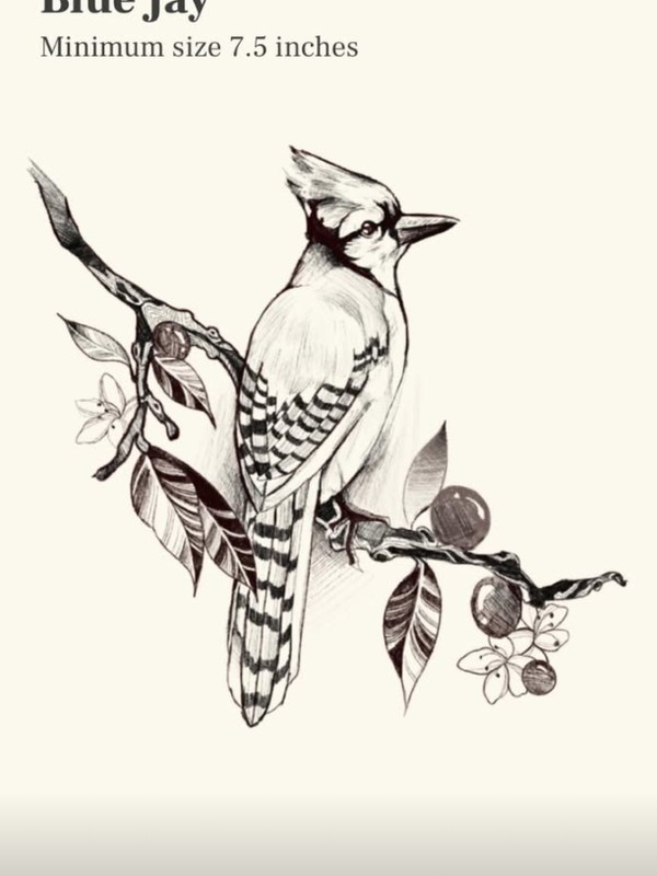 Blue Jay on Winter Berry